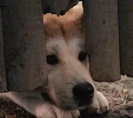 假如狗会说话娱乐吃瓜酱